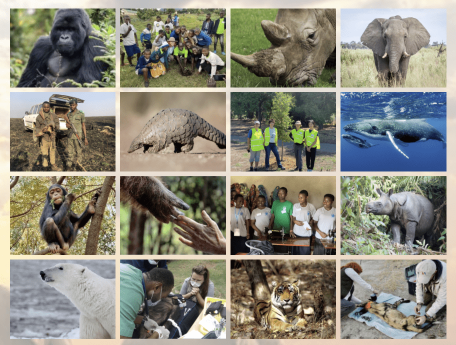 Wildlife conservation collage.