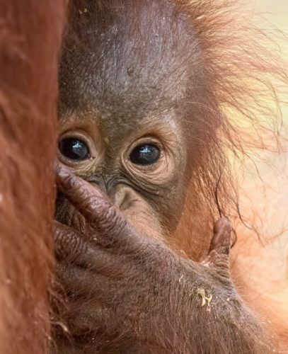 Orangutan baby