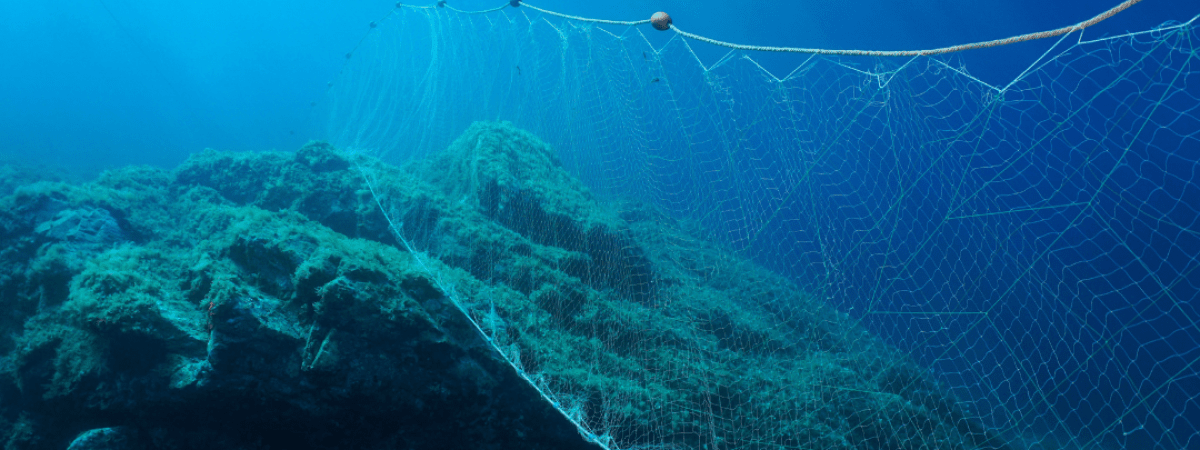 whale bycatch article image