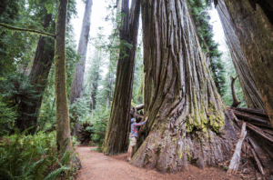 Giant Sequoias