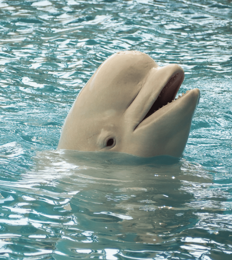 Beluga Whale