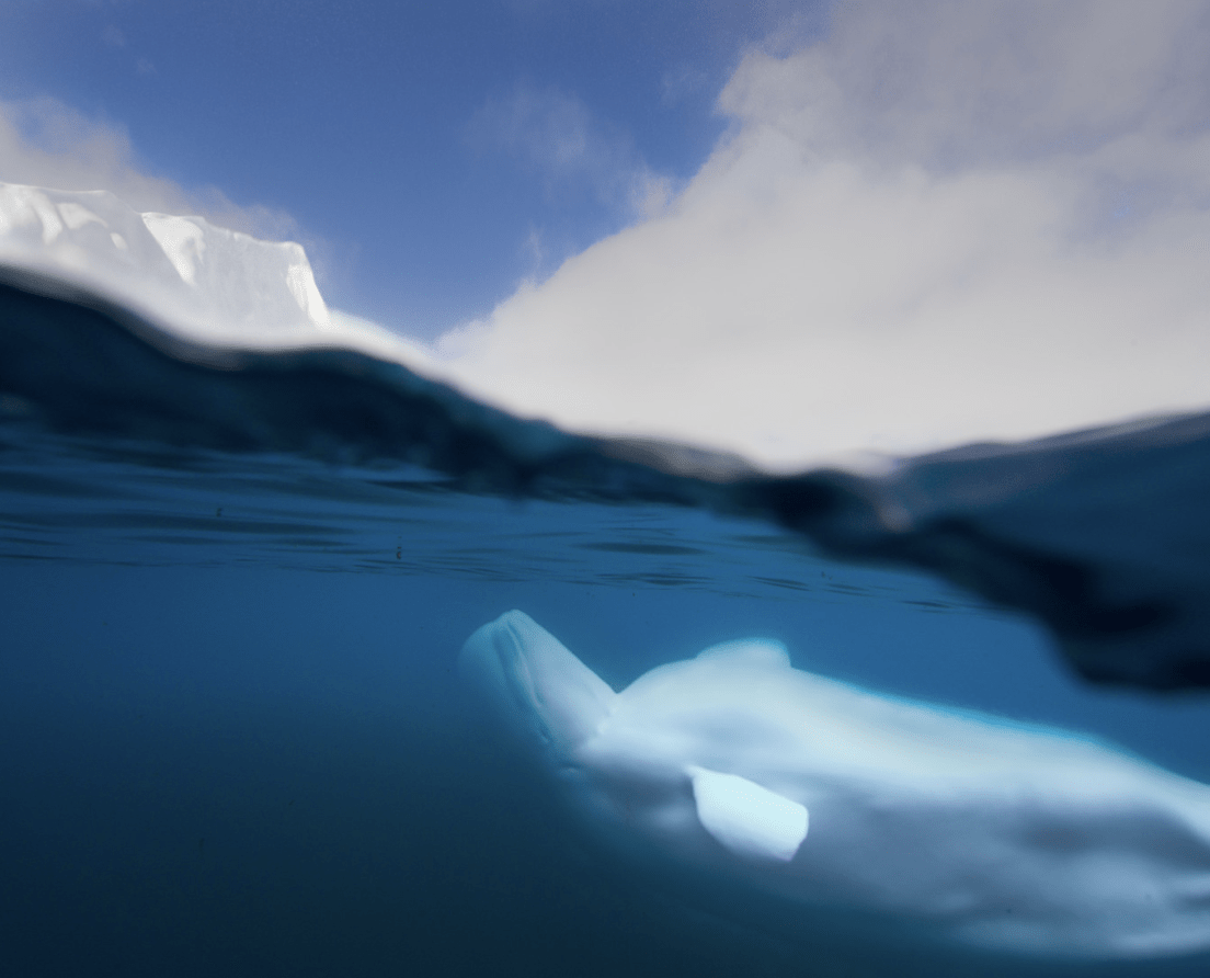 Beluga Whale
