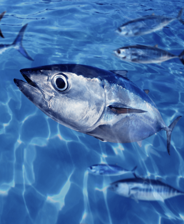 A close up of the head of a bluefin tuna. Several bluefin tuna are in the background.