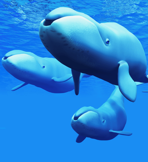 Three Bowhead Whales swimming close to the sea surface.