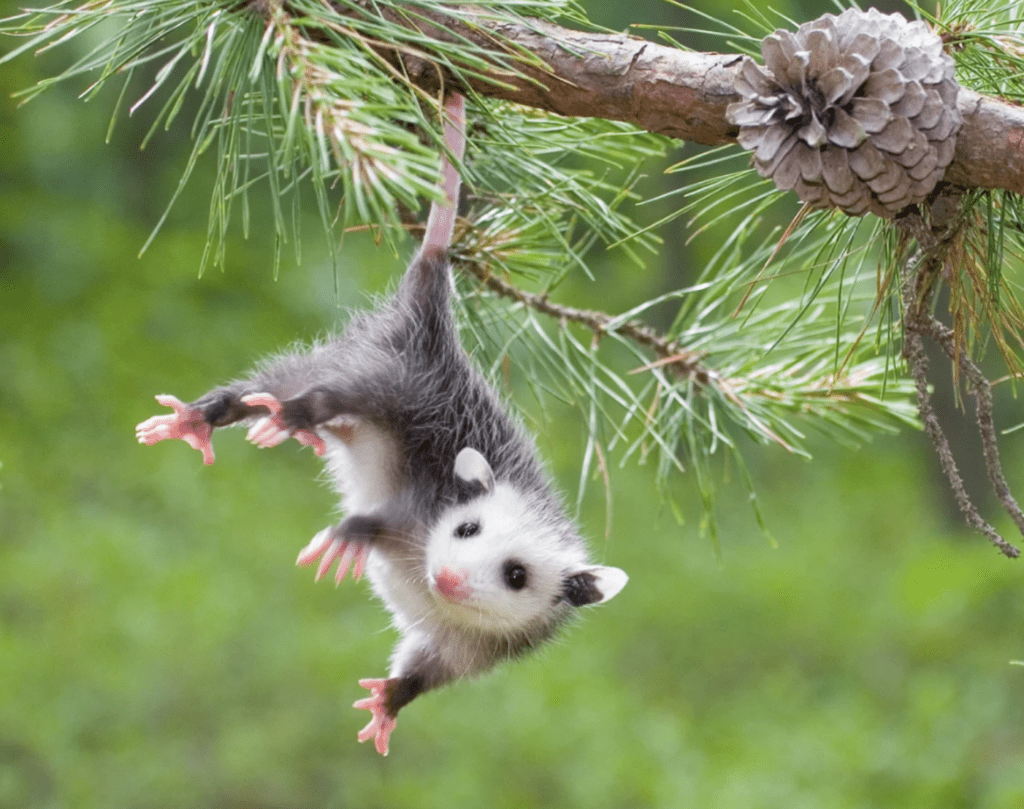 Cute baby opossum hanging from tree.